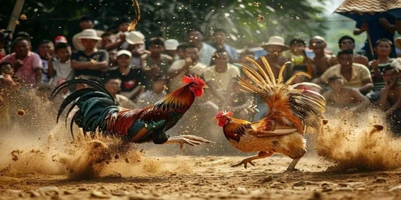 Đá gà 88 luôn đem đến sự kịch tính, hấp dẫn cao