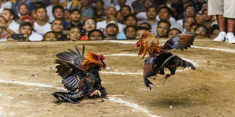 Wala luôn là lựa chọn hàng đầu của mọi người chơi